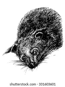 Binturong or bearcat head sketch. Vector hand drawn exotic asian animal svg