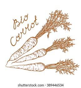 bio carrots with leaves in a retro style on a white background