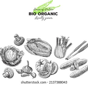 Bio organic horizontal seamless pattern. Vegetables hand-drawn vector background.