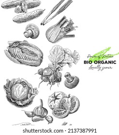 Bio organic vertical seamless pattern. Vegetables hand-drawn vector background.