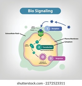 Bio Signaling or cell Signaling Illustrator Vector