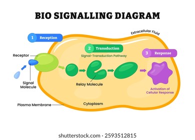 Bio signaling diagram process, Biosignaling or cell signaling, organisms be electrical, mechanical, or chemical, labeled receptor, molecule, reception, transduction, response. Vector illustration