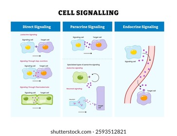 Bio signaling diagram process, Biosignaling or cell signaling, organisms, labeled direct, paracrine, endocrine with animal and plant cell. Vector illustration.