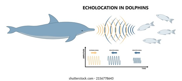 Bio Sonar Sound Detect Object Locate Measure Prey Wave Reflect Bat Pulse Hertz High Low Echolocate Listen Echo Radar Ocean System Food Signal Hear Navigate Survey Scan Sea Fish Depth Ship Boat Target