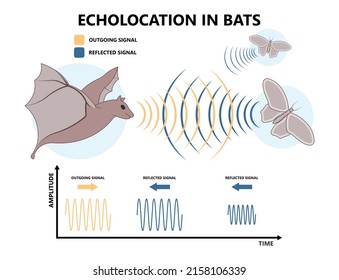 Bio sonar sound detect object locate measure prey wave reflect bat pulse hertz high low echolocate listen echo radar ocean system food signal hear navigate survey scan sea fish depth ship boat target