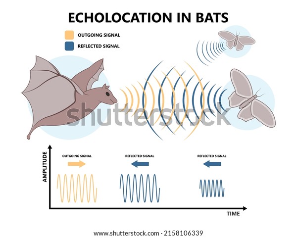 Bio sonar sound detect object locate measure prey\
wave reflect bat pulse hertz high low echolocate listen echo radar\
ocean system food signal hear navigate survey scan sea fish depth\
ship boat target