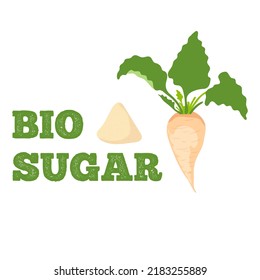 Bio sugar vector illustration isolated on white background, white beet illustration 