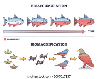 Bioaccumulation vs biomagnification toxic poisoning process outline diagram. Labeled educational environmental danger chain with nature organisms, fish and birds contamination vector illustration.