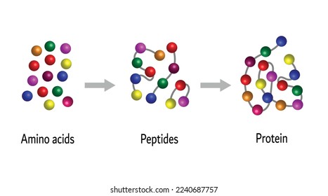 Biochemical Structure Of Amino acids, Peptides And Proteins Molecular Model. Scientific Design. Vector Illustration.
