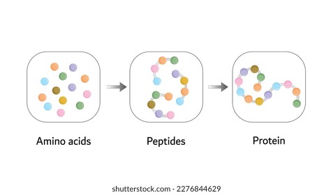 Biochemical Structure Of Amino acids, Peptides And Proteins Molecular Model. Scientific Design. Vector Illustration.