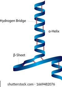 Biochemistry - Secondary Protein Structure