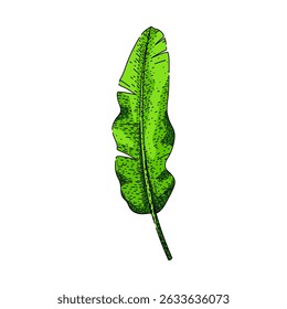 biodegradable banana leaf hand drawn. plate packaging, decoration ayurveda, tradition compostable biodegradable banana leaf vector sketch. isolated color illustration