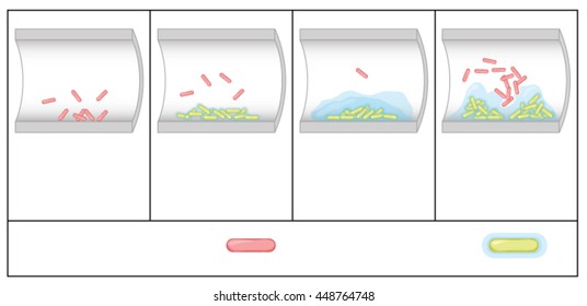 Biofilm Formation By Free-floating Bacteria In The Lumen Of A Tube