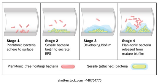 Biofilm Formation By Free-floating Bacteria In The Lumen Of A Tube