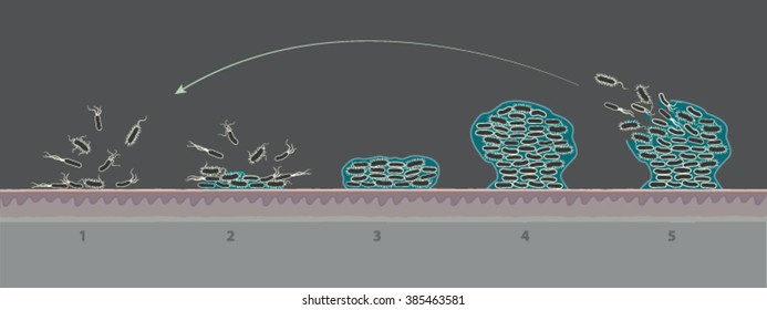 Biofilm - Formation Of Mature