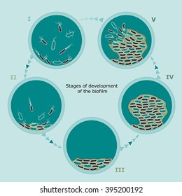 Biofilm Formation Of Mature - Circle