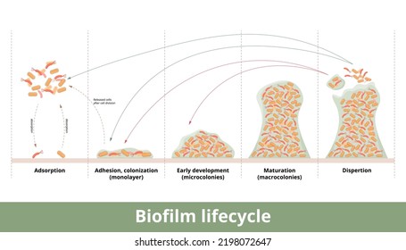 Biofilmbildung. Prozess der Biofilmbildung mit Mechanismen seiner Entwicklung und des Wachstums. Zu den Phasen gehören erster Kontakt, starke Adhäsion, Bildung von Monolayer, Kolonien und Zerstreuung.