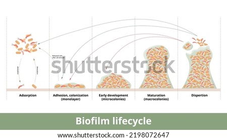 Biofilm formation. Process of biofilm formation with mechanics of its development and growth. Stages include first contact, strong adhesion, formation of monolayer, colonies and dispertion.