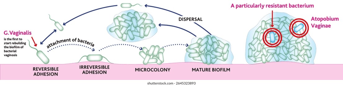Formação de biofilme. Processo de reconstrução do biofilme da vaginose bacteriana com mecânica do seu desenvolvimento e crescimento.