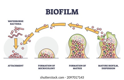 Biofilm formation stages with development and dispersion outline diagram. Labeled educational process explanation with waterborne bacteria, microcolony, matrix and mature cycle vector illustration.