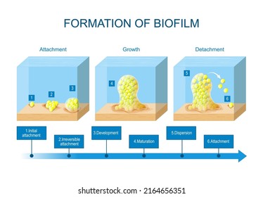 Biofilmbildung. Stadien der Biofilmentwicklung. Lebenszyklus von Staphylococcus aureus. anhaftende Bakterienzellen werden in eine schlanke extrazelluläre Matrix eingebettet. Vektorgrafik