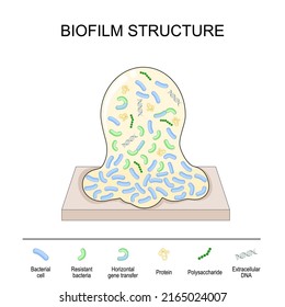 biofilm structure. Bacterial cell colony: protein, polysaccharide, extracellular DNA, Horizontal gene transfer between bacteria, resistant bacterium, and other Bacterial cell. Vector poster