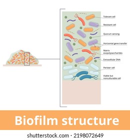 Biofilm structure.	Structure is composed active (both resistant and tolerant) and viable but not culturable cells persisters as well polysaccharides, extracellular DNA and proteins.