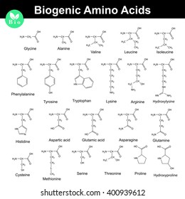 Biogenic Amino Acids, Structural Molecular Formulas, 2d Chemical Vector On White Background, Eps 8