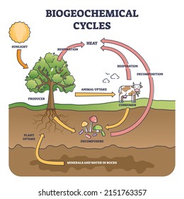 Biogeochemical cycles as natural substance circulation pathway outline diagram. Labeled educational process structure with producer, consumer and decomposers as essential elements vector illustration.