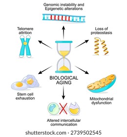 Biological age. Hallmark of biological aging process. Senescence. Loss of proteostasis. Accumulation of misfolded proteins. Chromosome with Telomere attrition. DNA, Genomic instability and Epigenetic alterations. Stem cell exhaustion. Mitochondrial dysfunction. Altered intercellular communication. Vector illustration. Medical diagram.