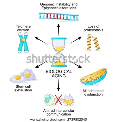 Biological age. Hallmark of biological aging process. Senescence. Loss of proteostasis. Accumulation of misfolded proteins. Chromosome with Telomere attrition. DNA, Genomic instability and Epigenetic alterations. Stem cell exhaustion. Mitochondrial dysfunction. Altered intercellular communication. Vector illustration. Medical diagram.