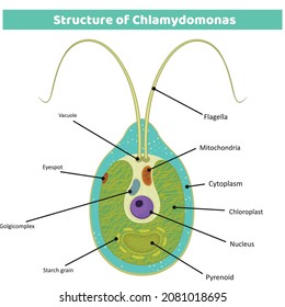 
Biological Anatomy of Chlamydomonas (Chlamydomonas structure), green algae anatomy, snow algae, Chlamydomonas reinhardtii, eyespot, pyrenoid, contractile vacuole, flagellum, starch grain