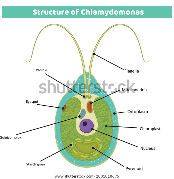 \
Biological\
Anatomy of Chlamydomonas (Chlamydomonas structure), green algae\
anatomy, snow algae, Chlamydomonas reinhardtii, eyespot, pyrenoid,\
contractile vacuole, flagellum, starch\
grain