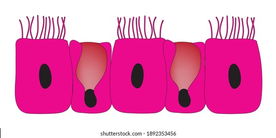 Biological anatomy of columnar epithelial and goblet cells, epithelium and goblet cells, secrete mucus on the surface of mucous membranes of organs, particularly those of the lower digestive tract 