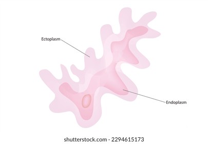 Biologische Anatomie von Enteoplasmen und Ektoplasmen