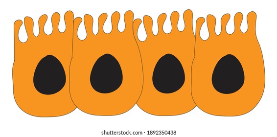 Biological Anatomy Of The Intestinal Epithelium Cell Layer, Epithelial Cell Layer,  Epithelial Tissues Line The Outer Surfaces Of Organs And Blood Vessels Throughout The Body Of The Inner Surface