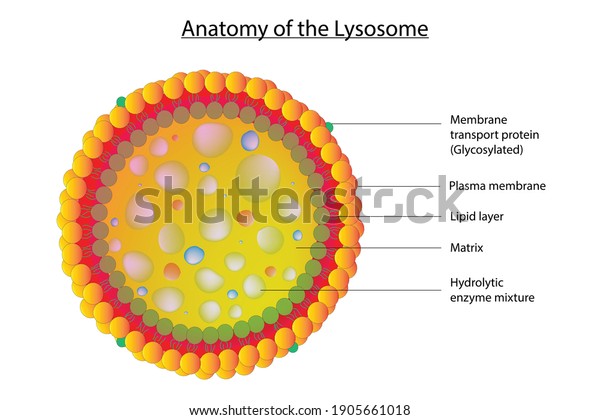 Biological Anatomy Lysosome Lysosomes Endosomal Endosome Stock Vector ...