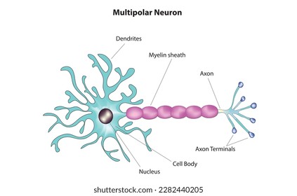 Biological anatomy of multipolar neuron
