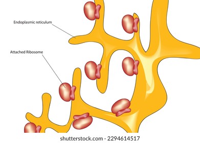 anatomía biológica de reticulum endoplasmático bruto