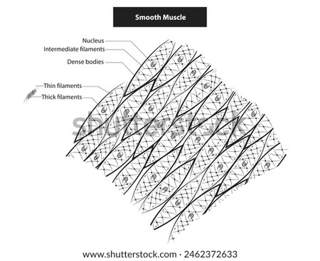 Biological anatomy of smooth muscle