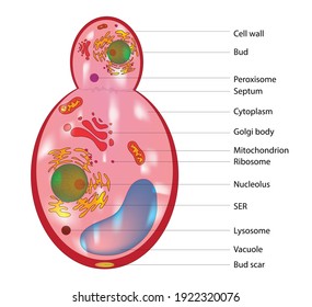 Biological anatomy of typical fungal cell