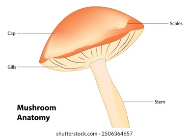Biological anatomy of typical mushroom
