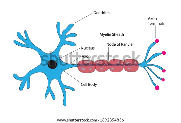 Biological anatomy of typical neuron cell, detailed\
neurone cells, detailed neuron cell, basic structure of typical\
neuron cells, Human nerve cell, cell body (soma), dendrites, and a\
single axon