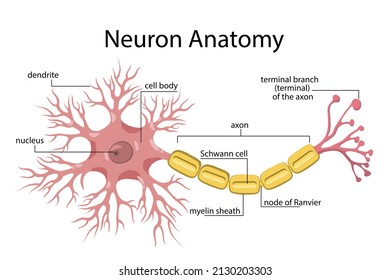 Biological anatomy of a typical neuron, human nerve cell. Vector illustration.
