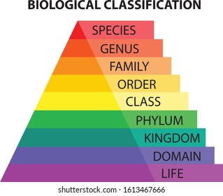 Biological Classification Taxonomy Colorful Diagram