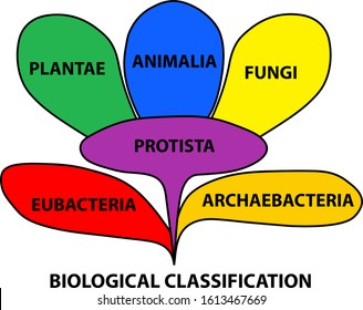 Biological Classification Taxonomy Colorful Diagram