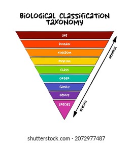 Biological Classification Taxonomy Rank - Relative Level Of A Group Of Organisms (a Taxon) In A Taxonomic Hierarchy, Education Concept For Presentations And Reports