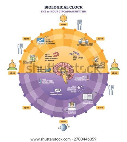 Biological clock circadian rhythm explained in a 24 hour wheel with circular clock, brain, and sun moon icons showing sleep, hormones, and alertness cycles. Outline diagram