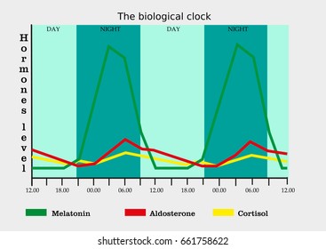 The Biological Clock In Human Body (level Of Different Hormones) 