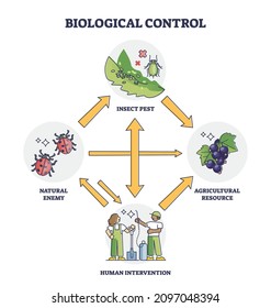 Biological control with insect pest and human intervention outline diagram. Labeled educational scheme with natural enemy and agricultural resource interaction vector illustration. Safe bio management